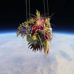 Plants-in-Stratosphere2