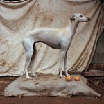 abandonedhuntingdog1