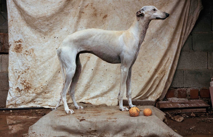 Abandoned Hunting Dogs by Martin Usborne