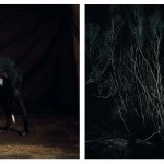 abandonedhuntingdog4
