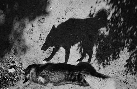 Shadows of Dogs Reveal their Primal Nature