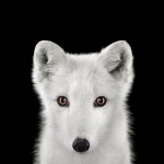 exoticanimals1
