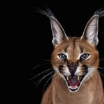 exoticanimals10