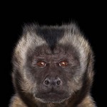 exoticanimals2
