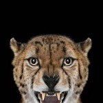 exoticanimals3