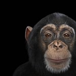 exoticanimals4