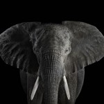 exoticanimals5