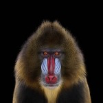 exoticanimals6