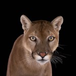 exoticanimals7