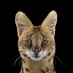 exoticanimals8