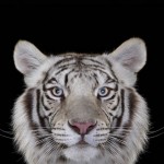 exoticanimals9