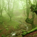 foggyforest1