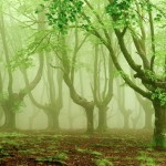 foggyforest2