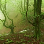 foggyforest3