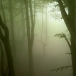 foggyforest4
