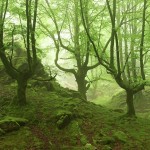 foggyforest5