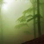 foggyforest6