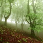 foggyforest7