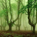 foggyforest8