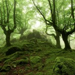 foggyforest9