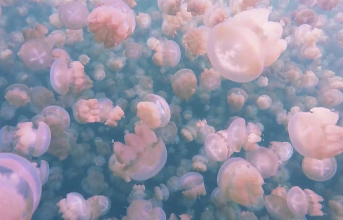 Swim with Millions of Jellyfish