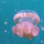 jellyfishlake-3