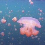 jellyfishlake-5