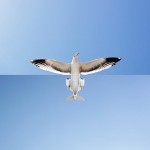 juxtapositionphoto4