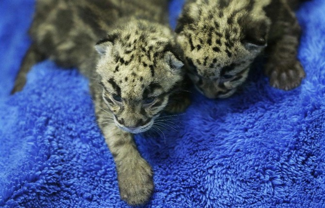 Leopard Cubs Born in Tacoma Zoo