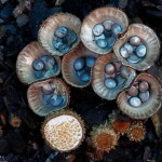 mushrooms-0