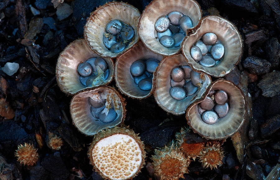 Colorful Mushrooms Photography