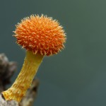 mushrooms-1