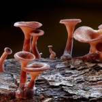 mushrooms-10