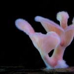 mushrooms-11