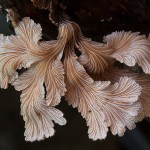 mushrooms-12