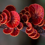 mushrooms-13