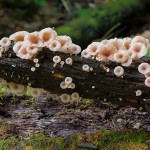 mushrooms-15