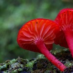 mushrooms-16