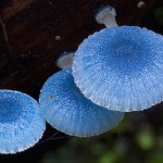 mushrooms-17