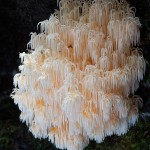 mushrooms-18