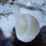 mushrooms-19