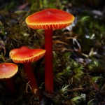 mushrooms-2