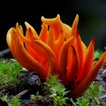mushrooms-20