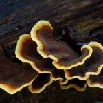 mushrooms-3