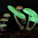 mushrooms-5