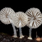 mushrooms-6