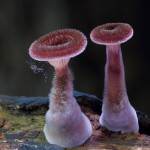 mushrooms-9