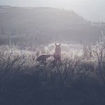 paintinglandscapes6