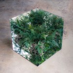 salmiana_06