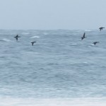 surfnorway3